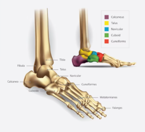 voeten - botten - anatomie